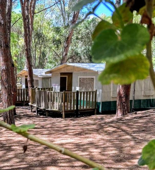 Glamping tents nestled in nature, perfect for a relaxing vacation.